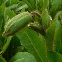 Meconopsis 'Mop-head'